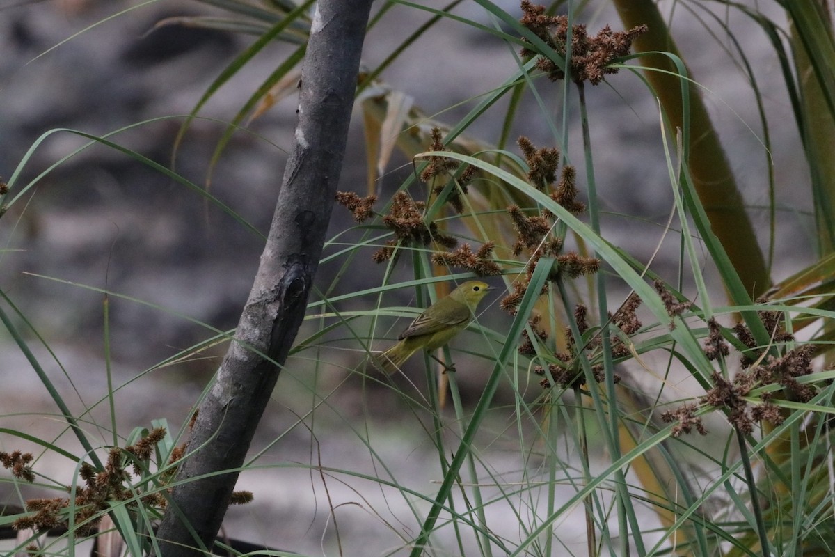 Mangrove Yellow Warbler - ML647483823