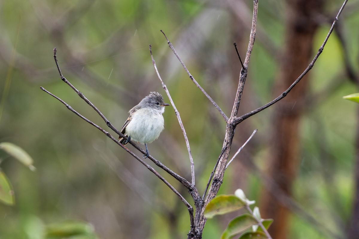 Southern Scrub-Flycatcher - ML647483824