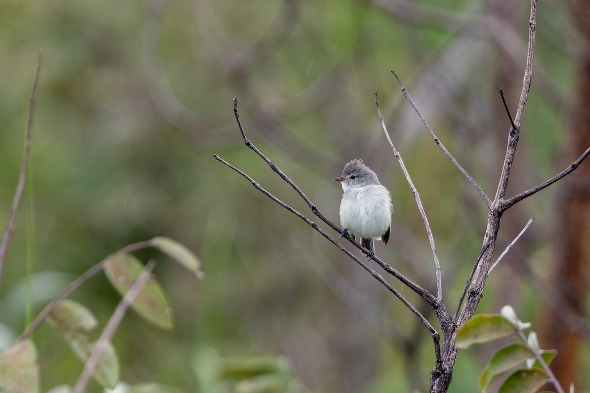 Southern Scrub-Flycatcher - ML647483825