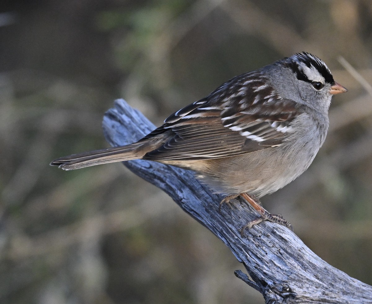 strnadec bělopásý - ML647483826