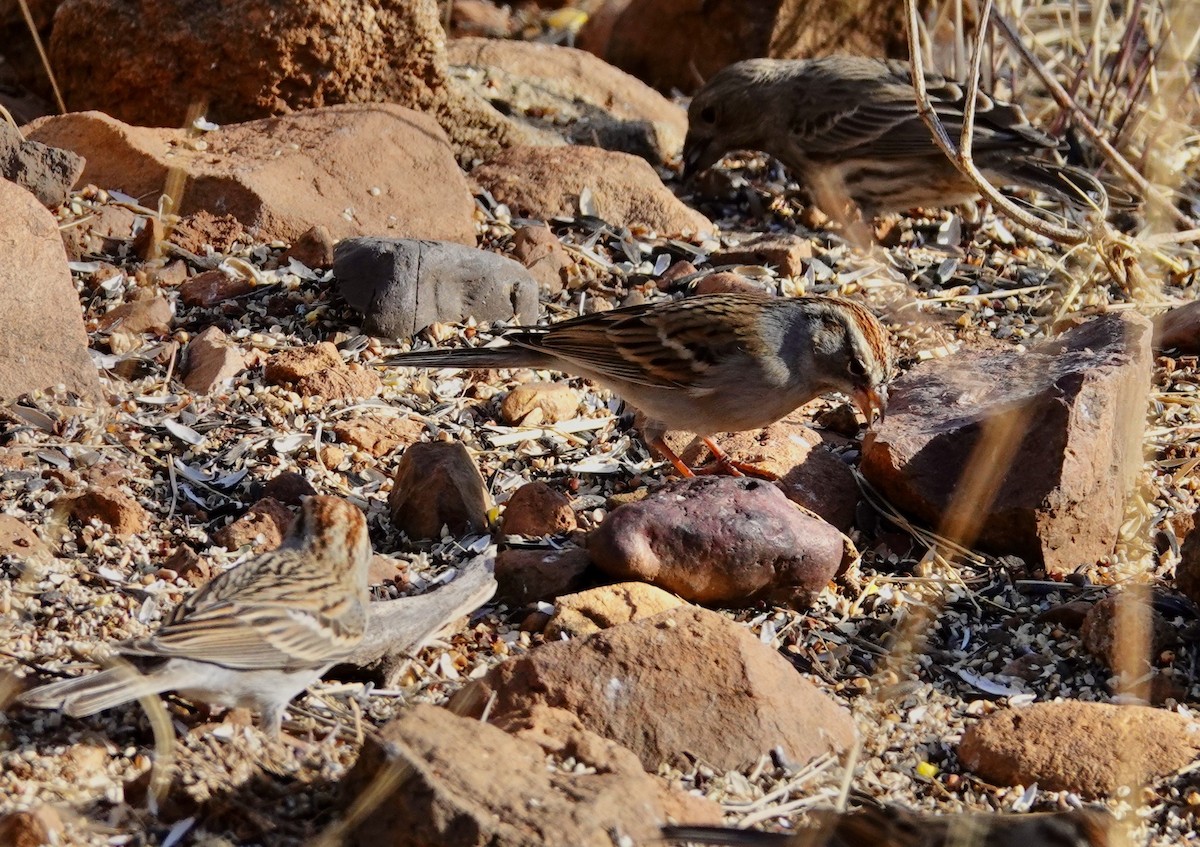 strnádka vrabcovitá - ML647483828