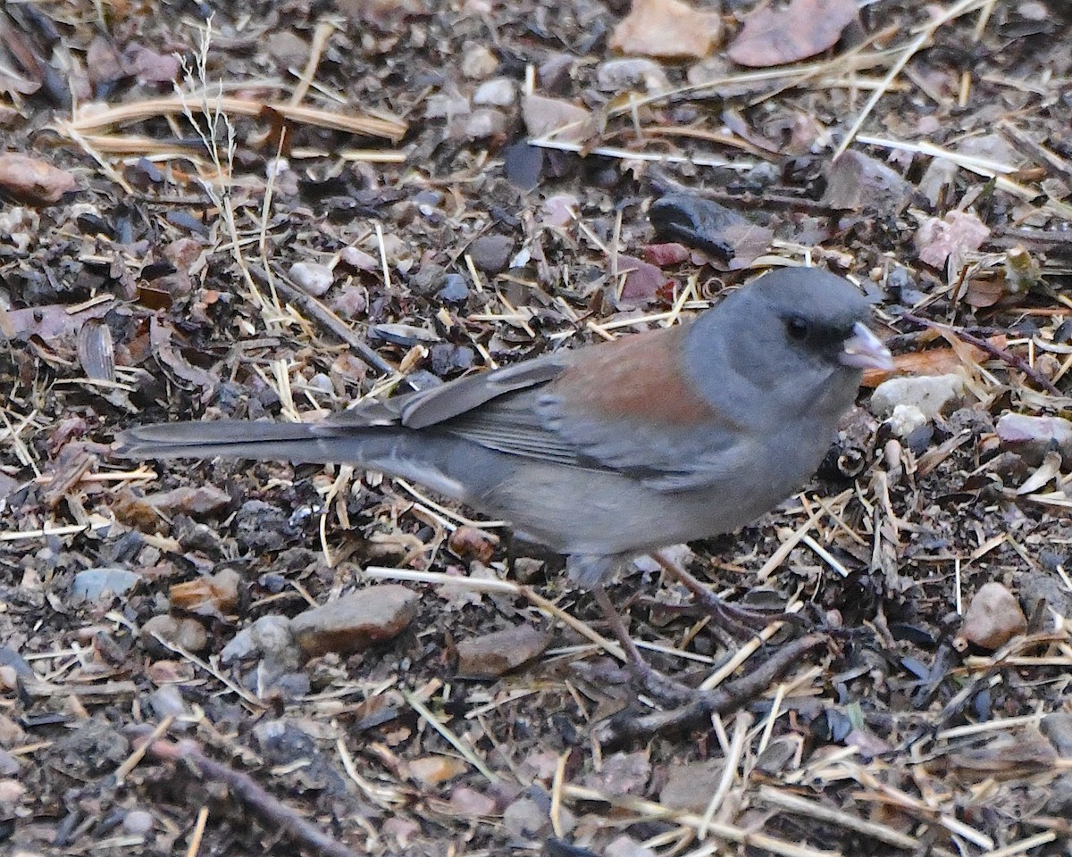 strnadec zimní (ssp. caniceps) - ML647483829
