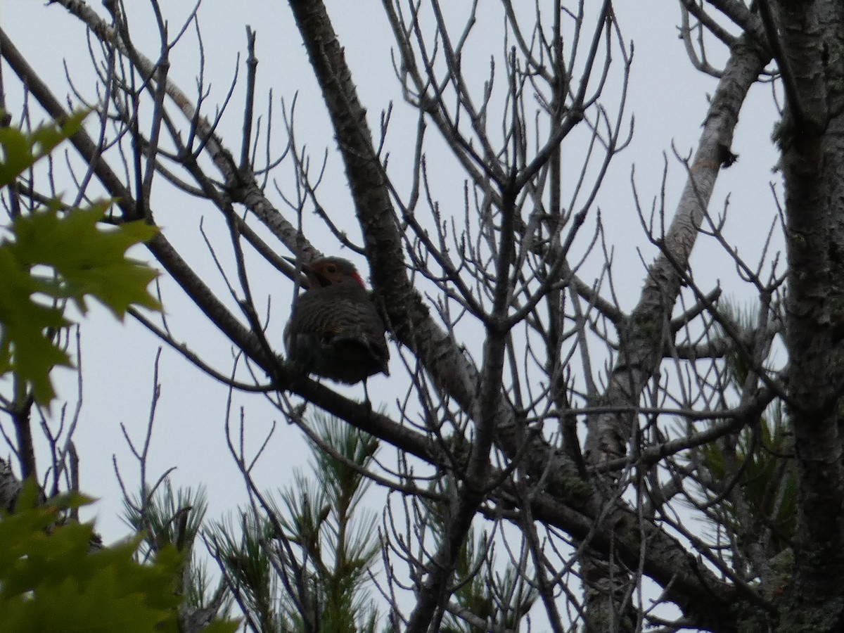 datel zlatý (ssp. auratus/luteus) - ML647483831