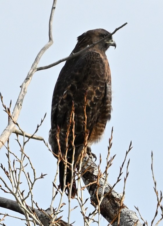 káně rudochvostá - ML647483832