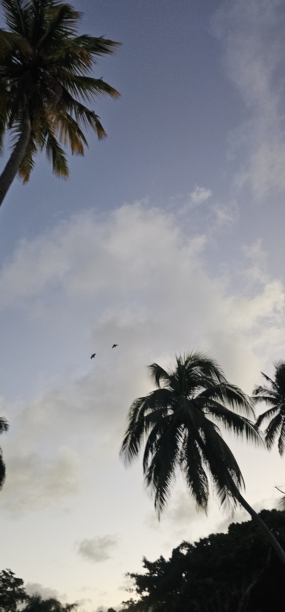 amazoňan haitský - ML647483833