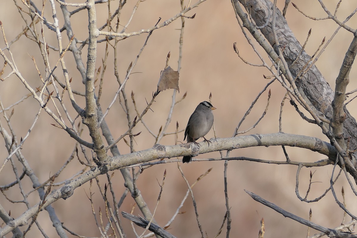 strnadec bělopásý - ML647483843