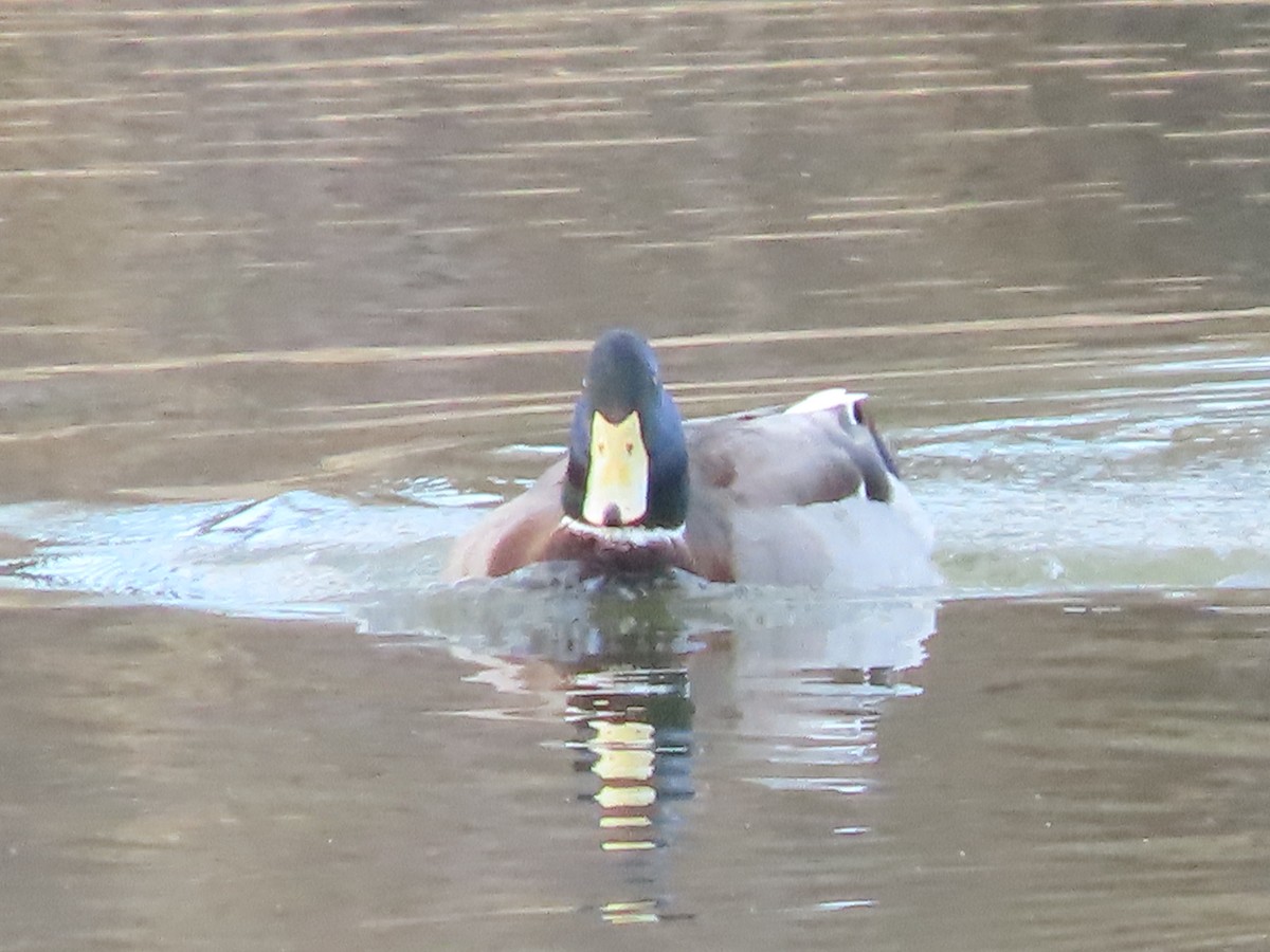 kachna domácí - ML647483844