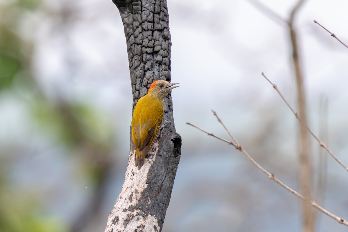 datel vrabčí - ML647483845