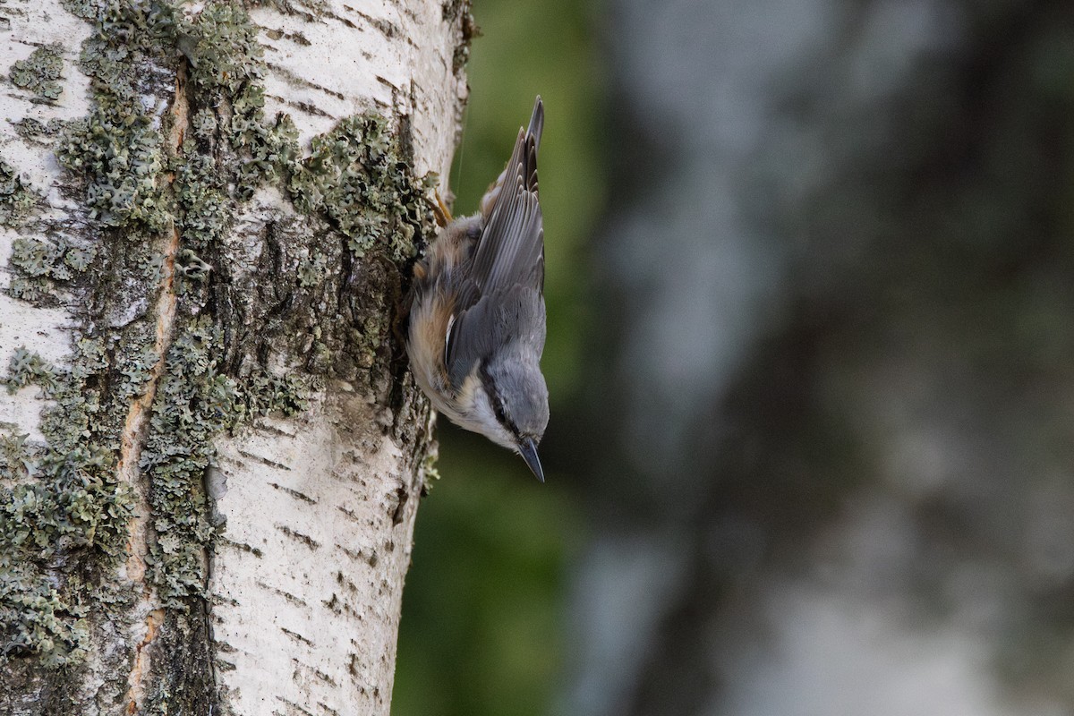 brhlík lesní - ML647483848