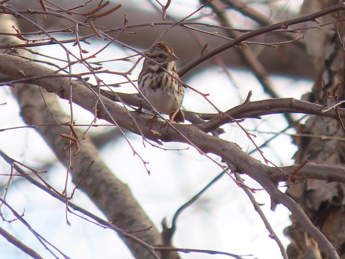 strnadec zpěvný - ML647483849