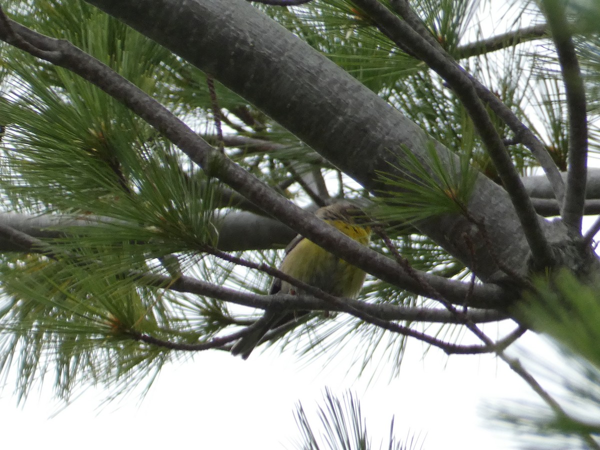 lesňáček rezavokorunkatý - ML647483850