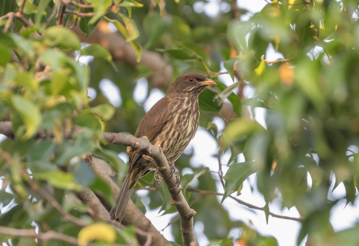 brkoslavec palmový - ML647483854