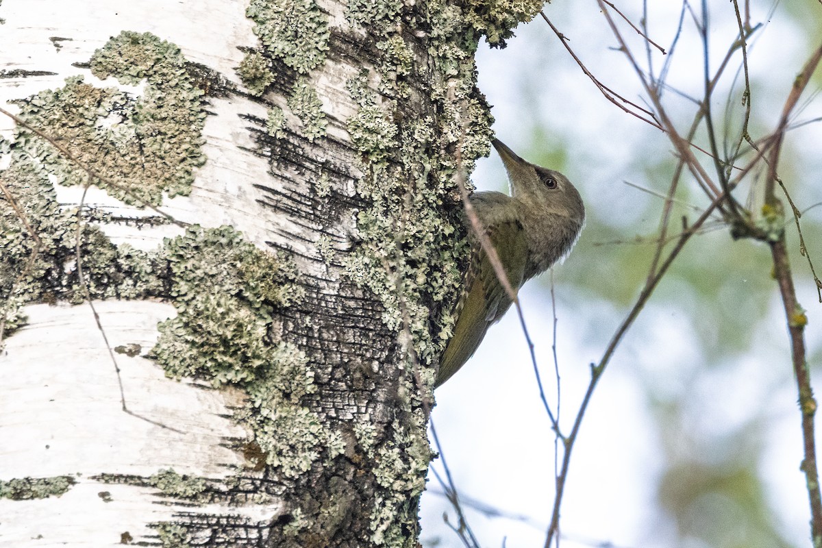 žluna šedá - ML647483856