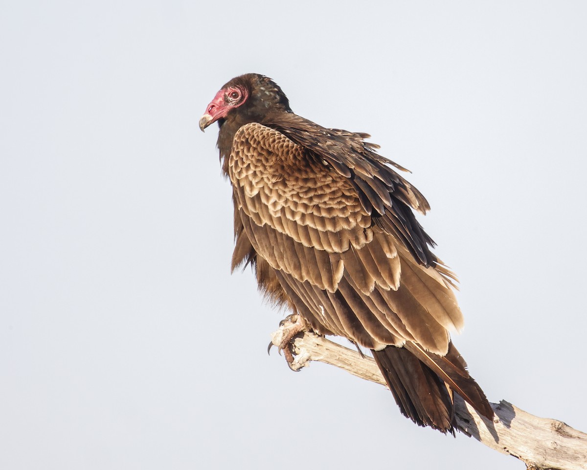 kondor krocanovitý - ML647483857