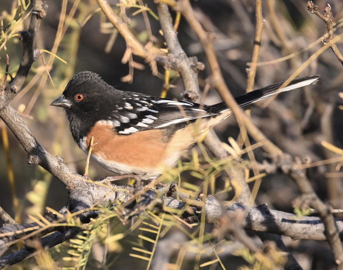 Spotted Towhee - ML647483858