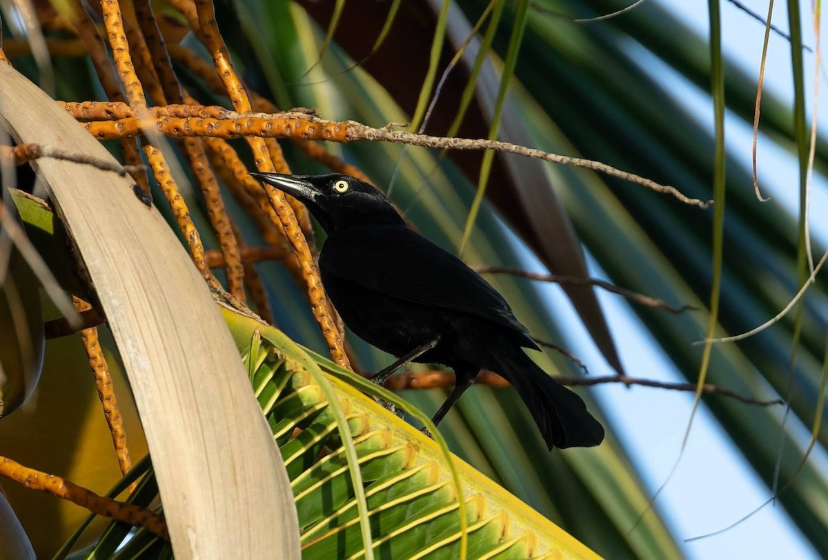 Greater Antillean Grackle - ML647483859