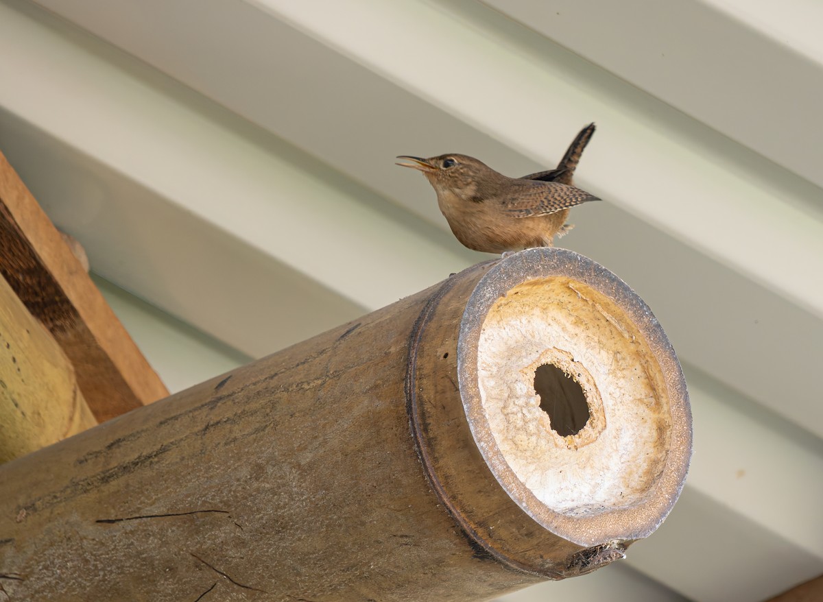 střízlík jižní - ML647483862