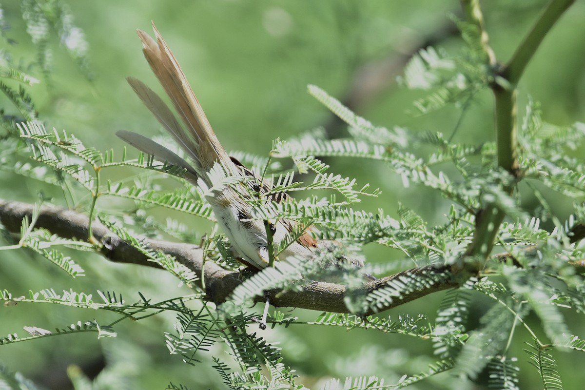 krattpiggstjert - ML647483863