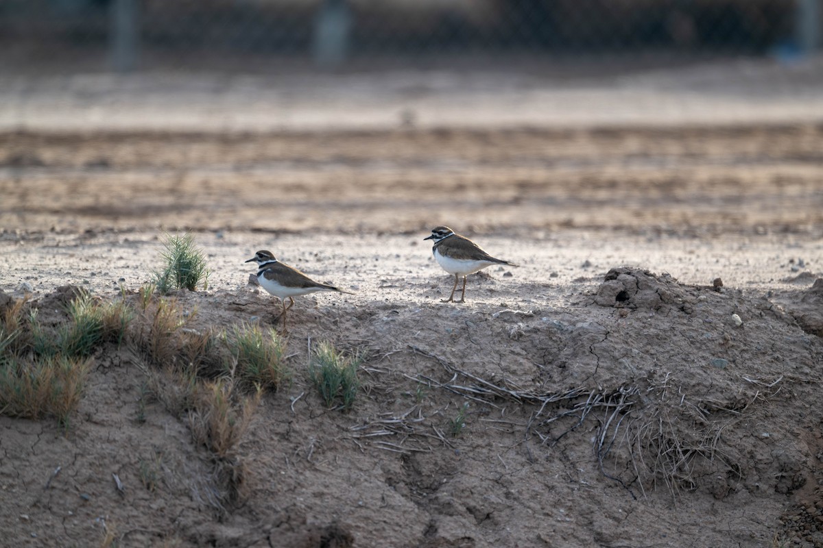 Killdeer - ML647483866