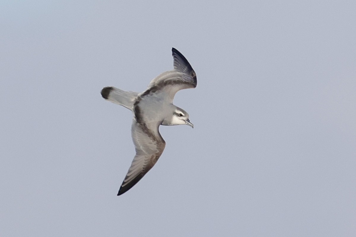 Пріон антарктичний - ML647483869