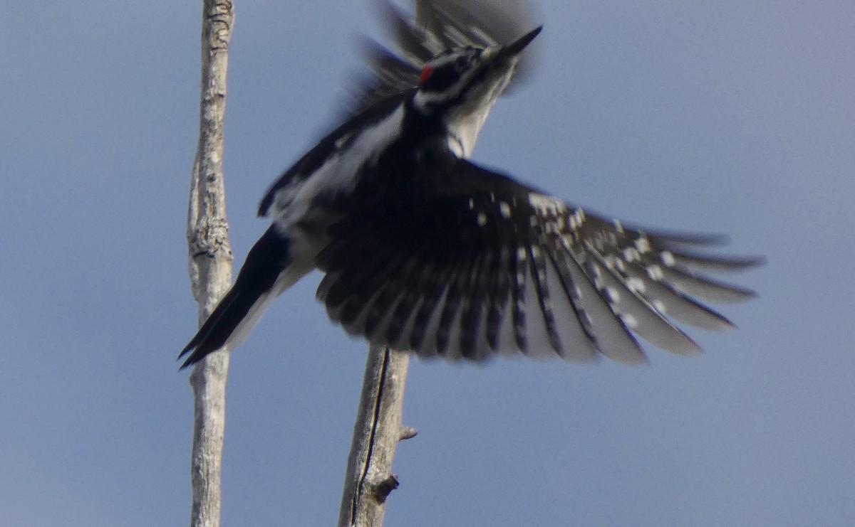 Hairy Woodpecker - ML647483872