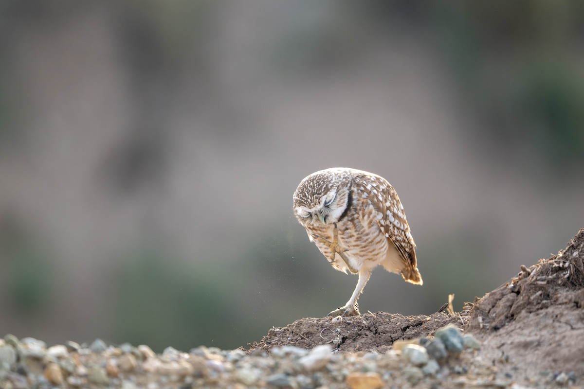 Burrowing Owl - ML647483873