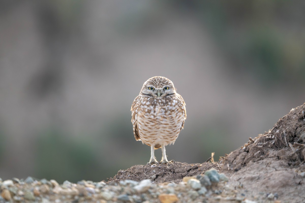 Burrowing Owl - ML647483874