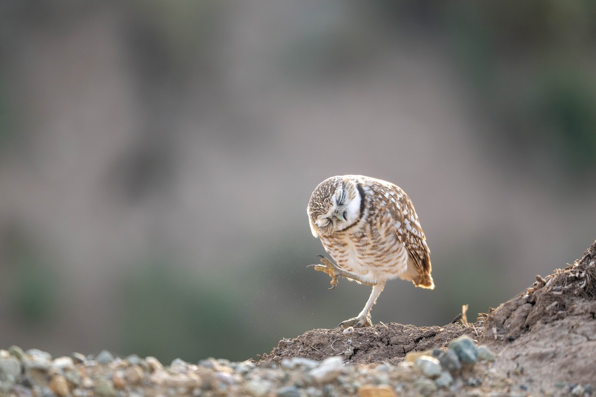 Burrowing Owl - ML647483875