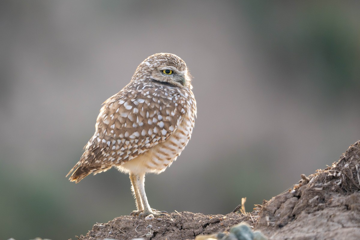 Burrowing Owl - ML647483878