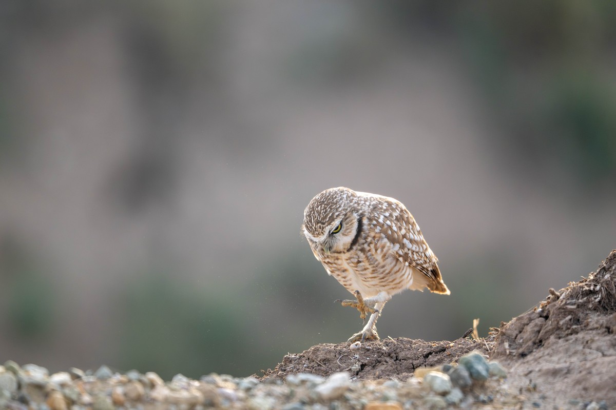 Burrowing Owl - ML647483880
