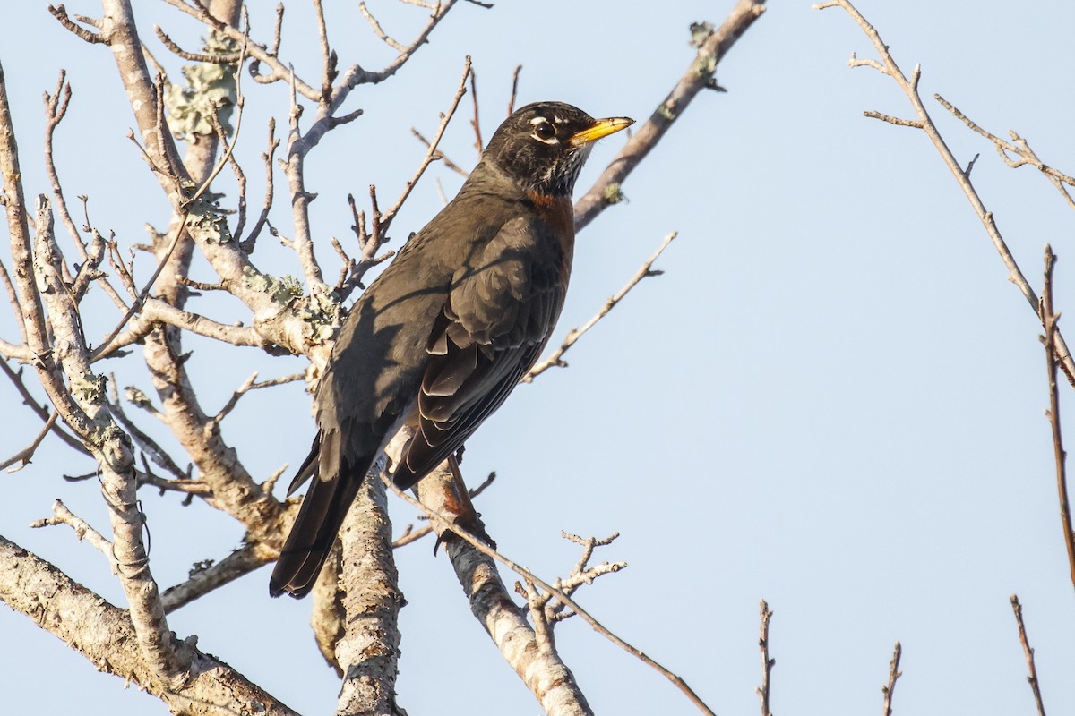American Robin - ML647483887