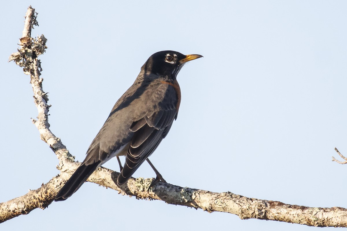 American Robin - ML647483888