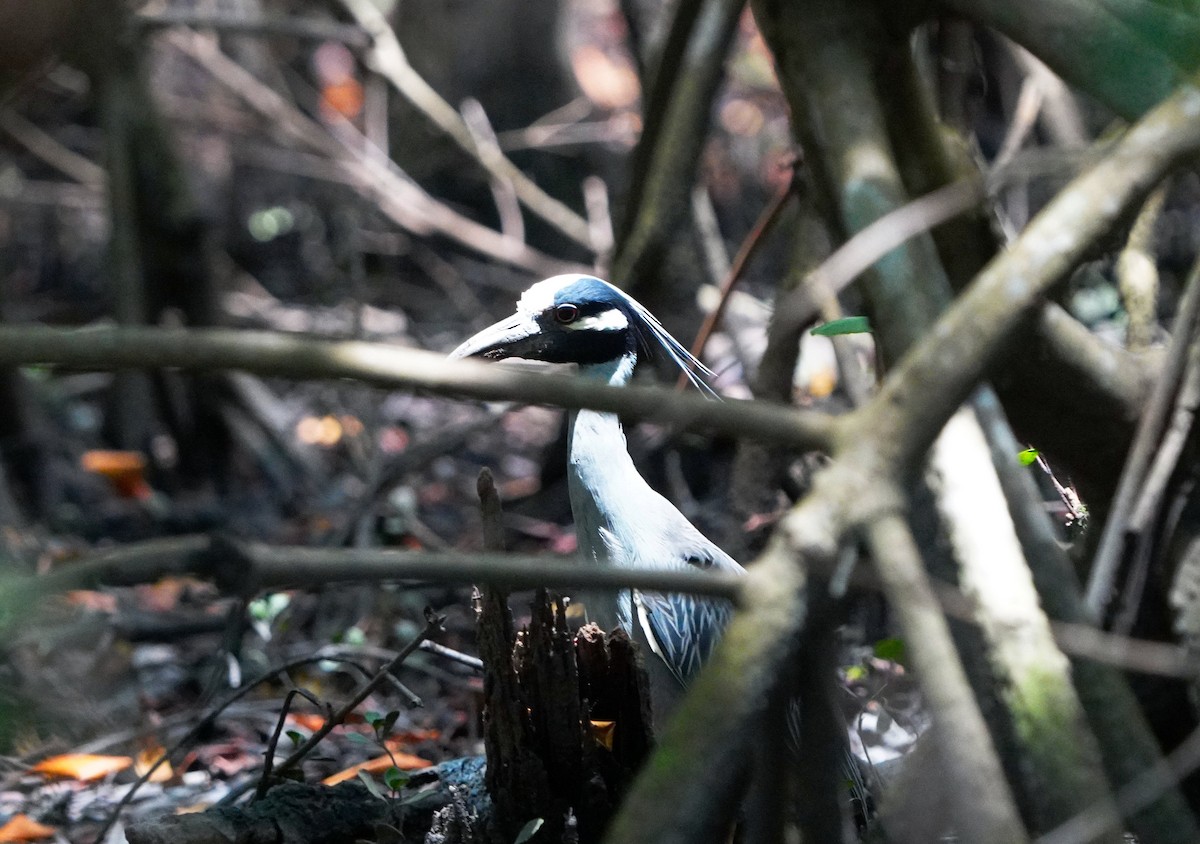 Yellow-crowned Night Heron - ML647483897