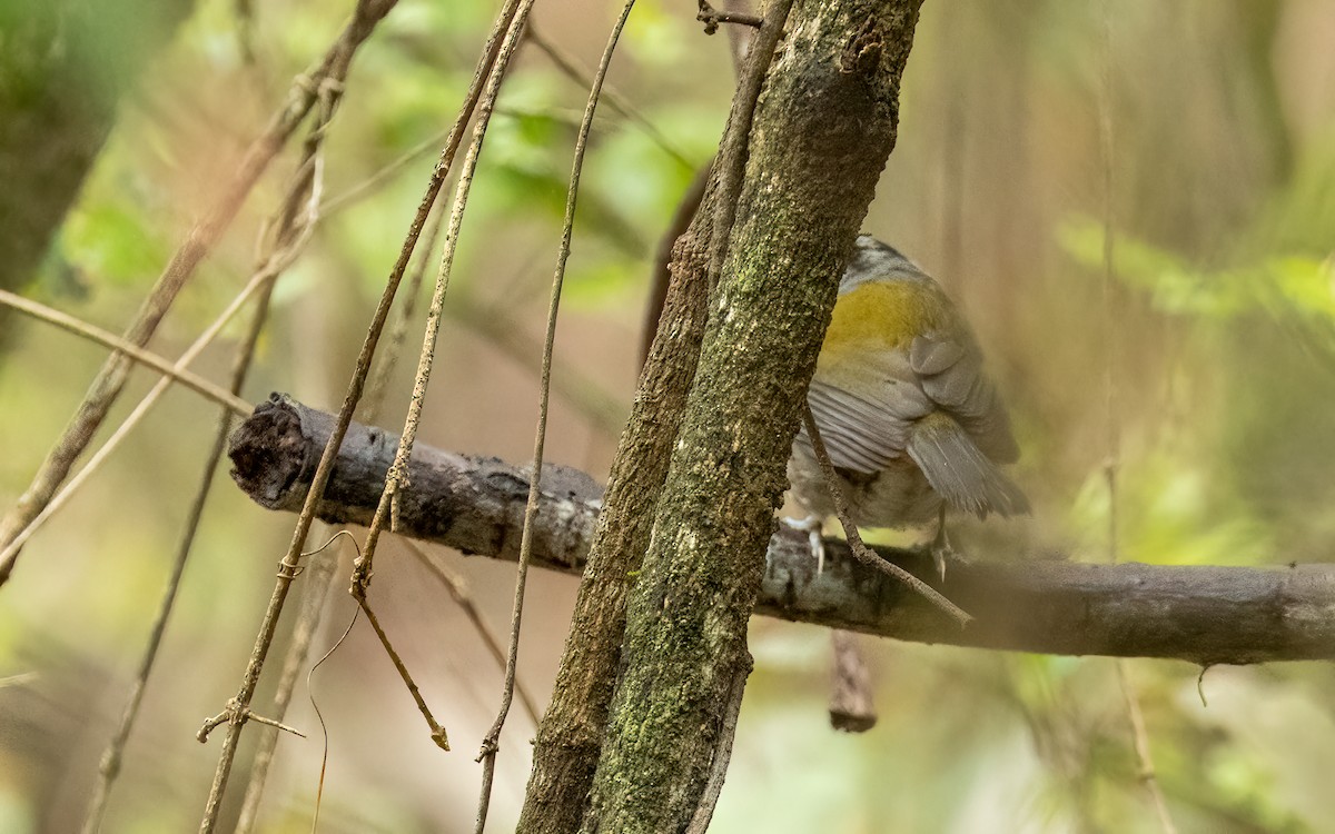 moseryggspurv - ML647483900