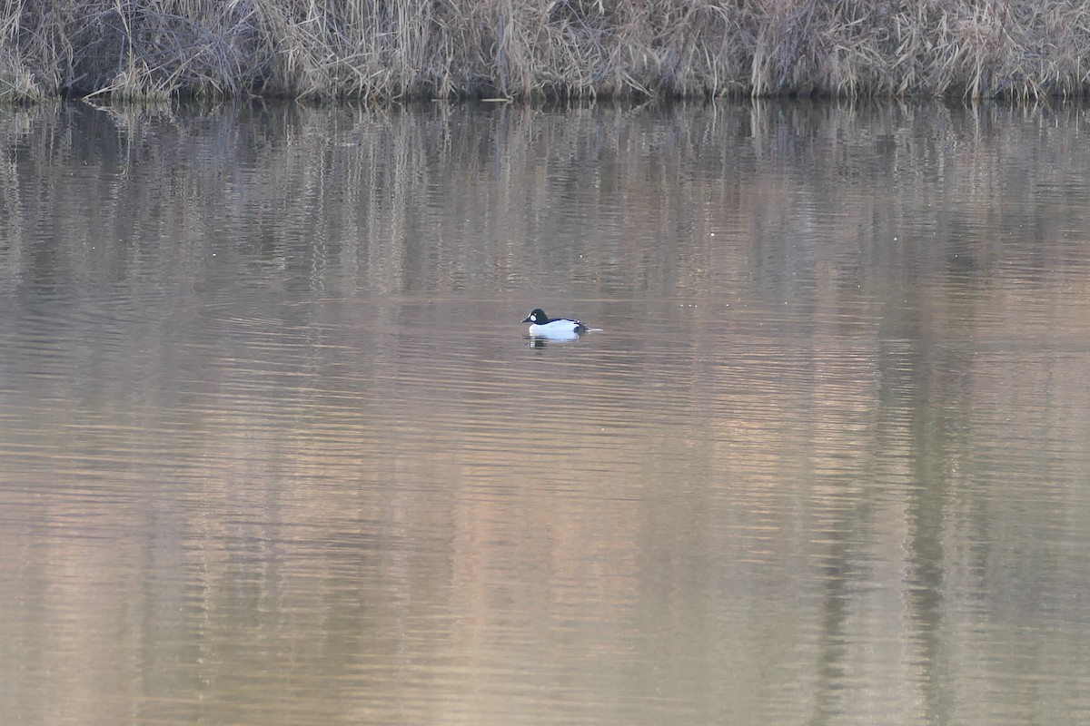 kvinand - ML647483902