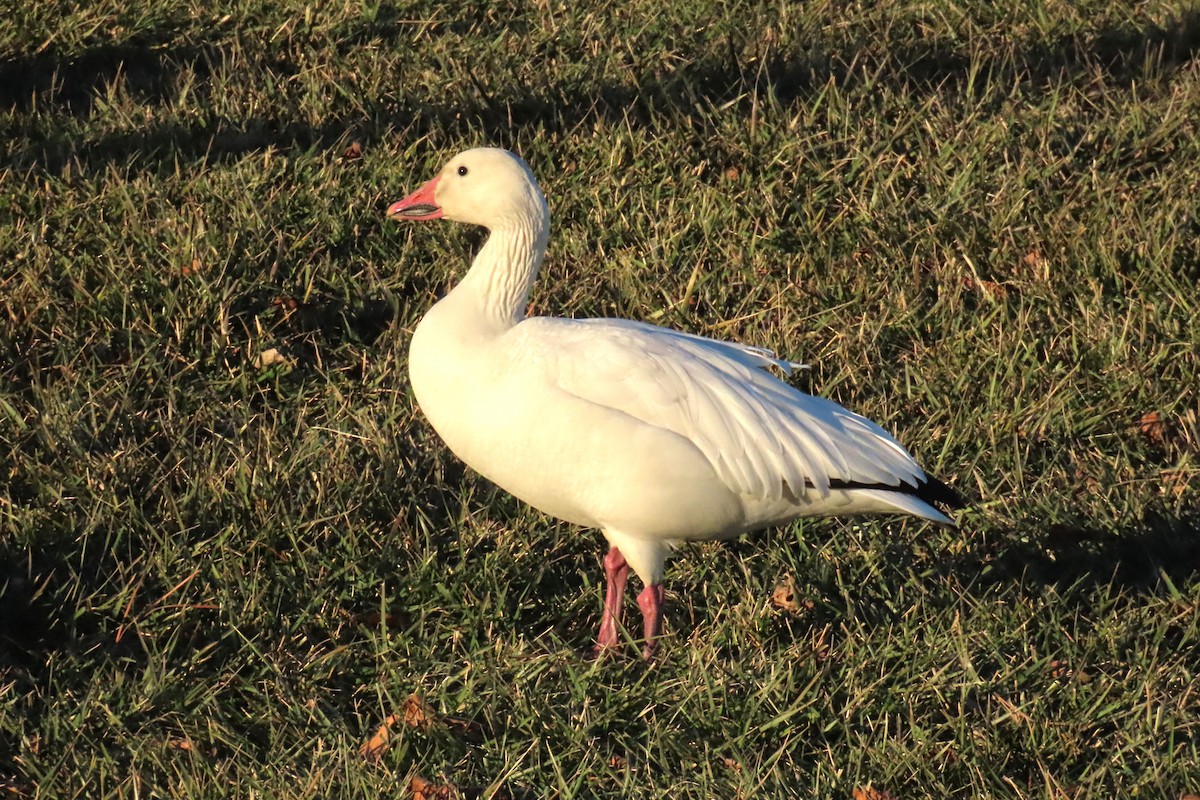 snøgås - ML647483903