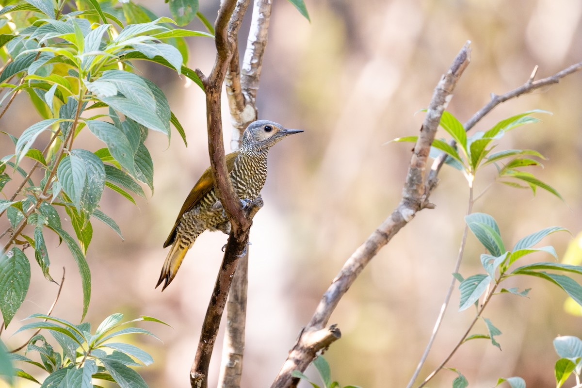 gråkronespett - ML647483905