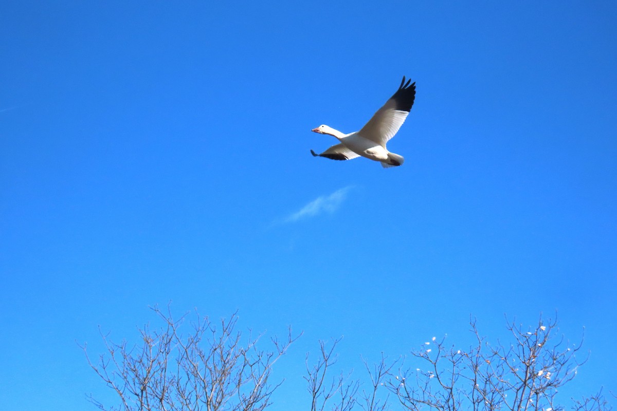 snøgås - ML647483906