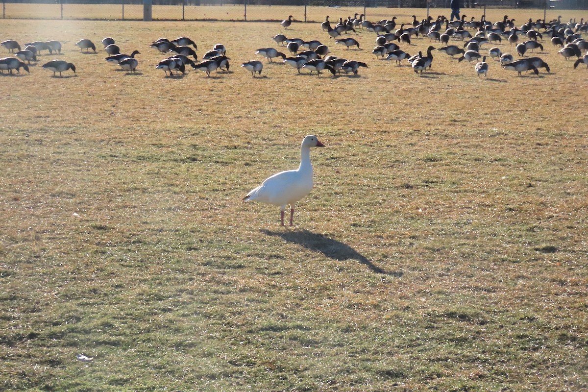 snøgås - ML647483907