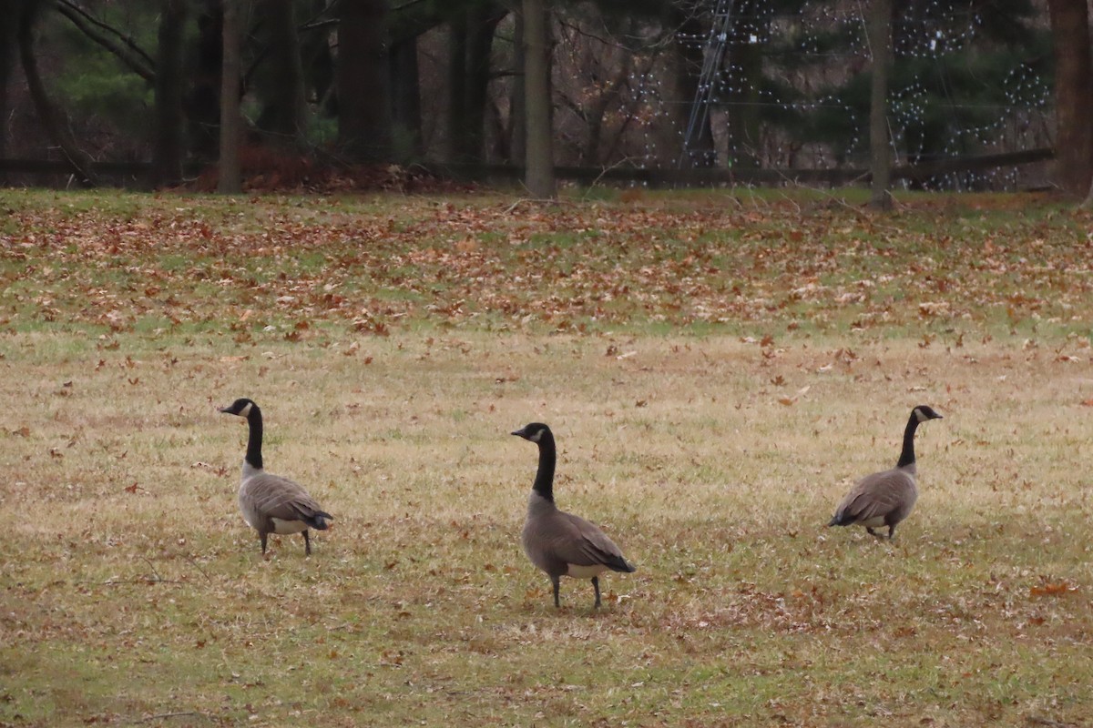 kanadagås - ML647483908