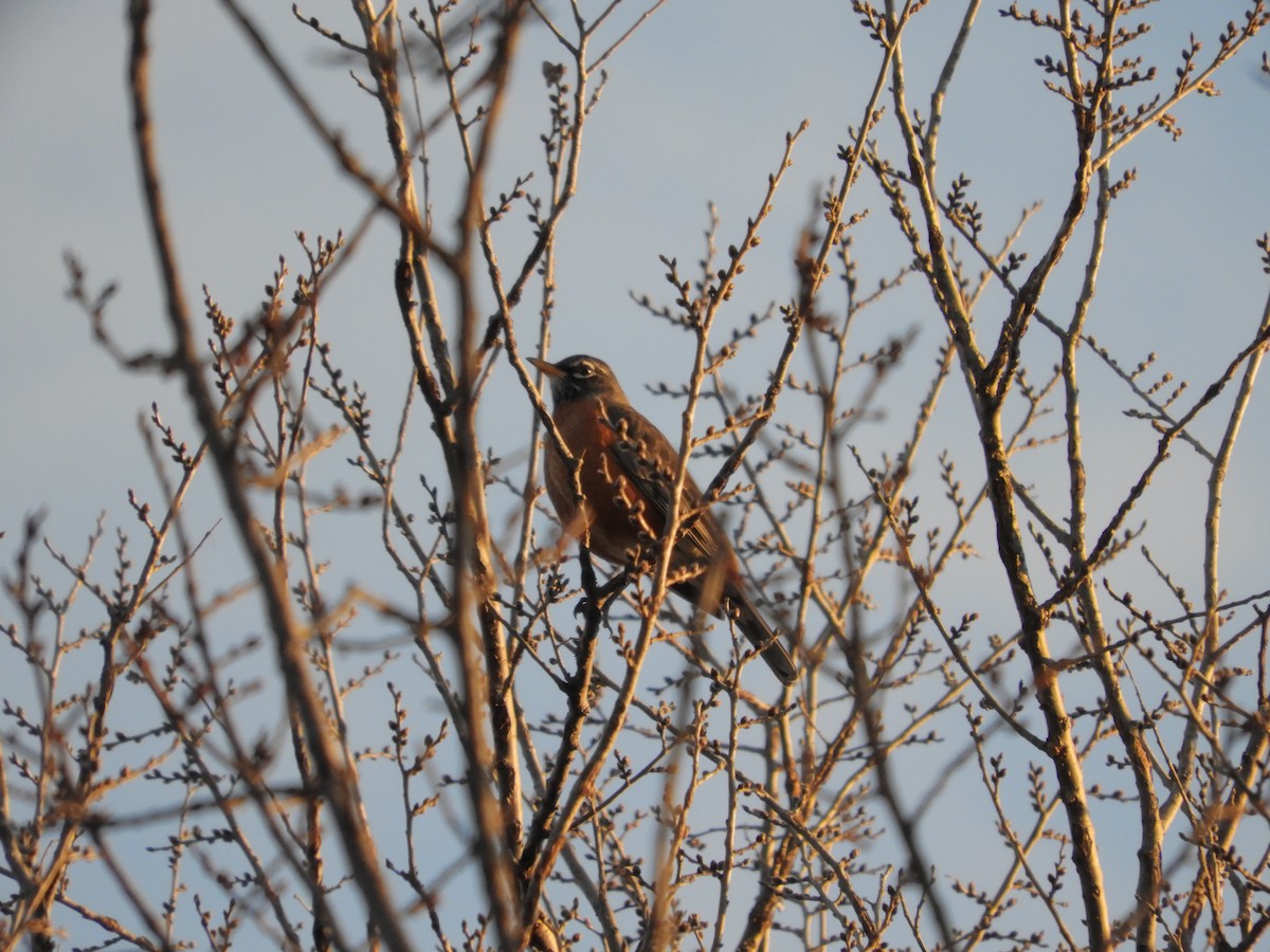 vandretrost - ML647483909