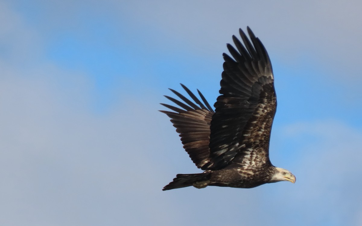 hvithodehavørn - ML647483910