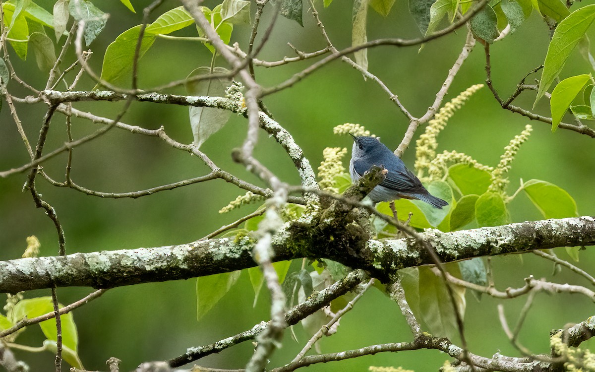 brungumpkjeglenebb - ML647483911