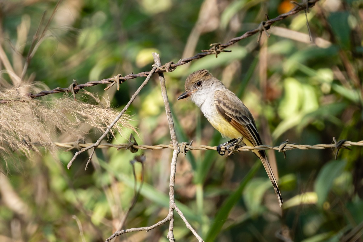 mestistyrann - ML647483912