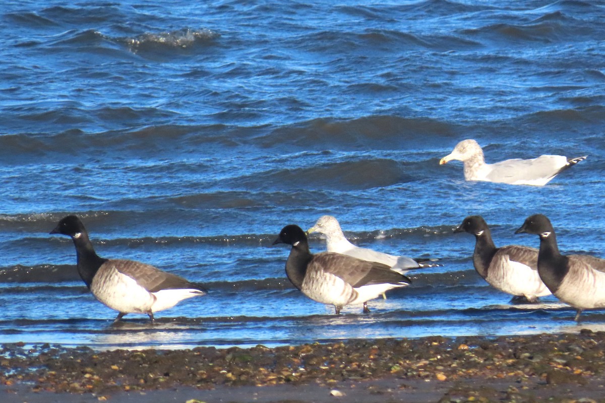 ringgås - ML647483913