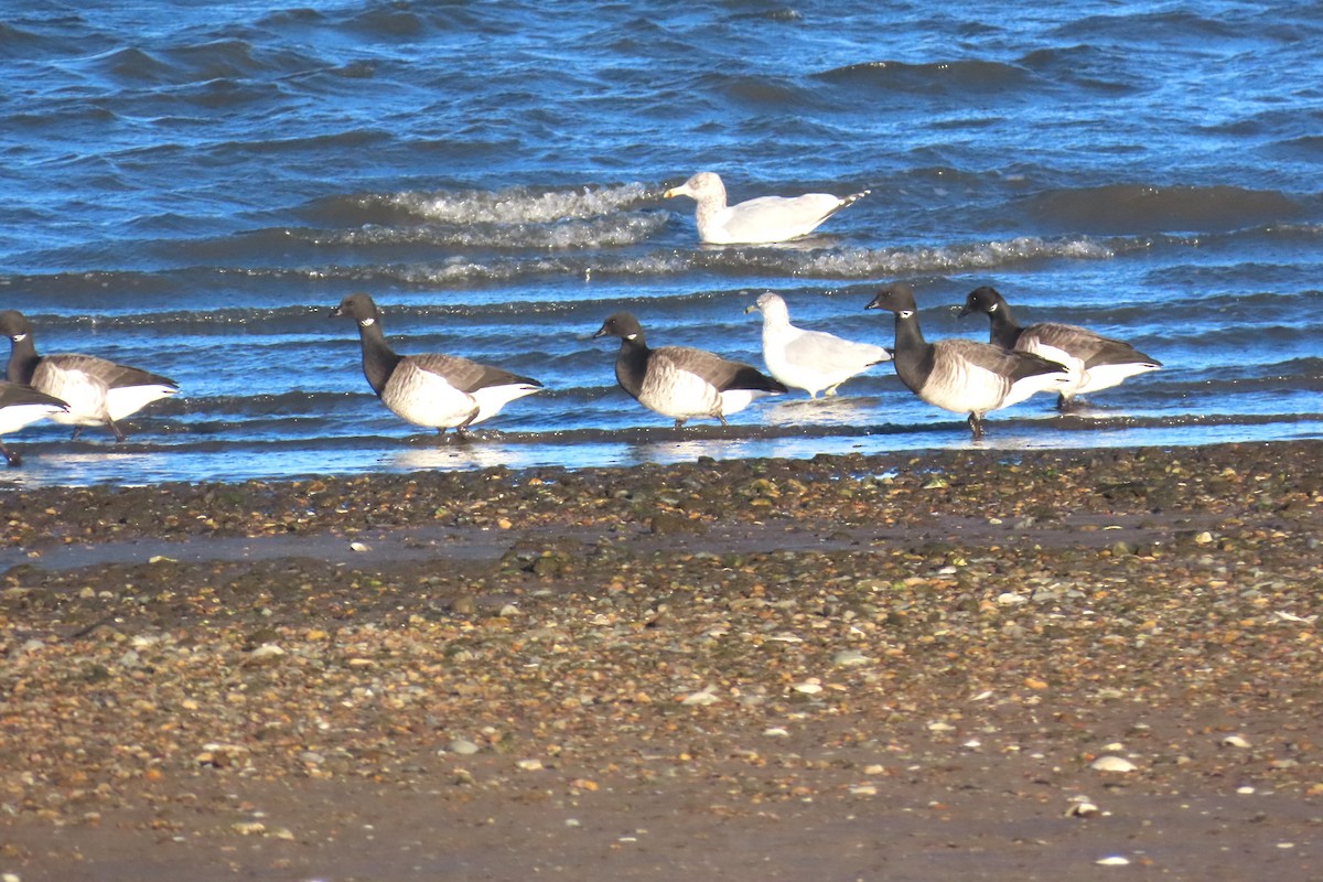 ringgås - ML647483914