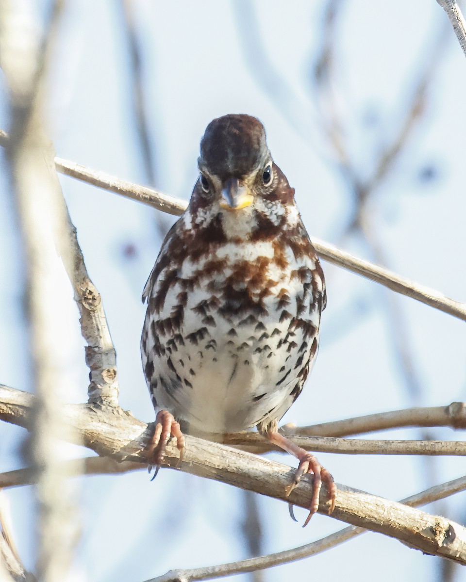 revespurv - ML647483915