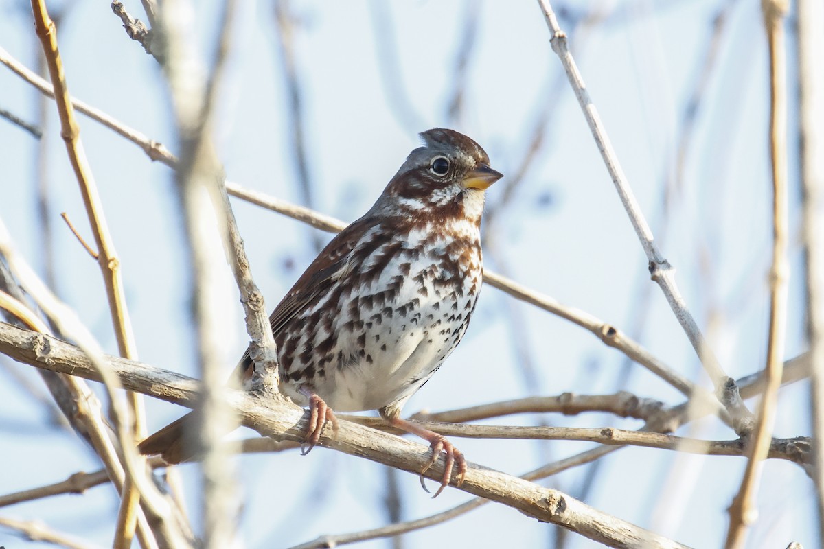 revespurv - ML647483916