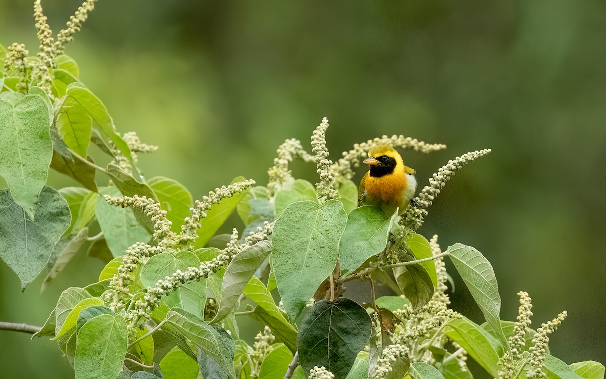 guiratanagar - ML647483920