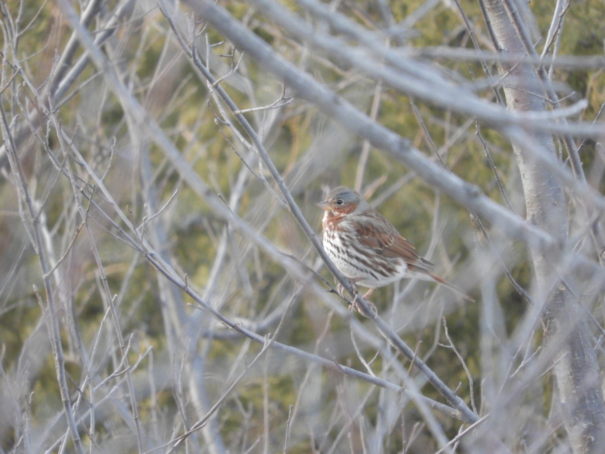 revespurv - ML647483923